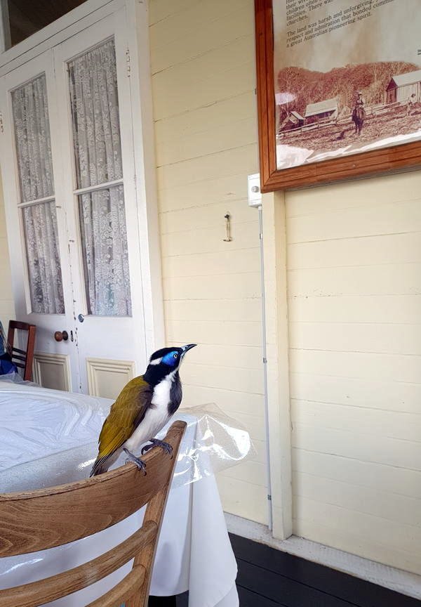 Nash Cafe bird