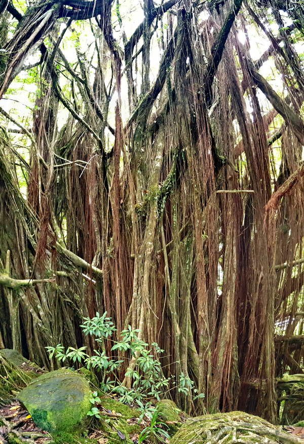 Akaka Falls walk Hawaii