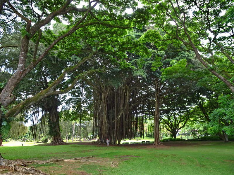 Banyan Tree Trish at Lilpuokalana Gardens